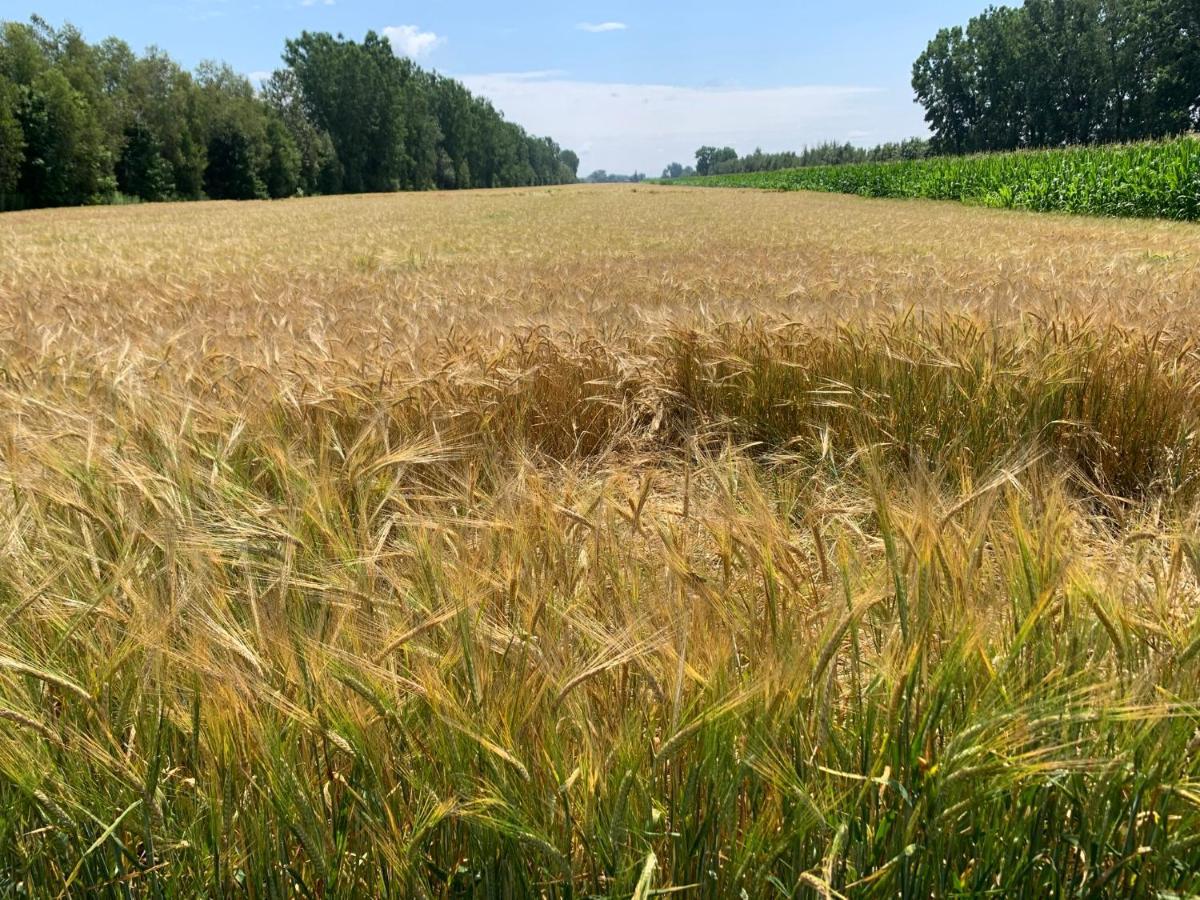 Gite - La Ruee Vers L'Orge Trois-Rivières 外观 照片